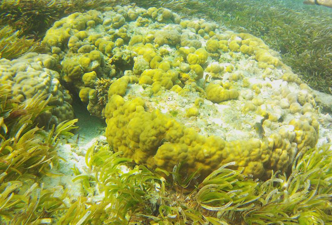 Strand Cinnamon Hakuraa Huraa Maldives