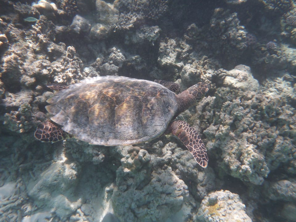 Herrliche Unterwasserwelt!!! W Maldives
