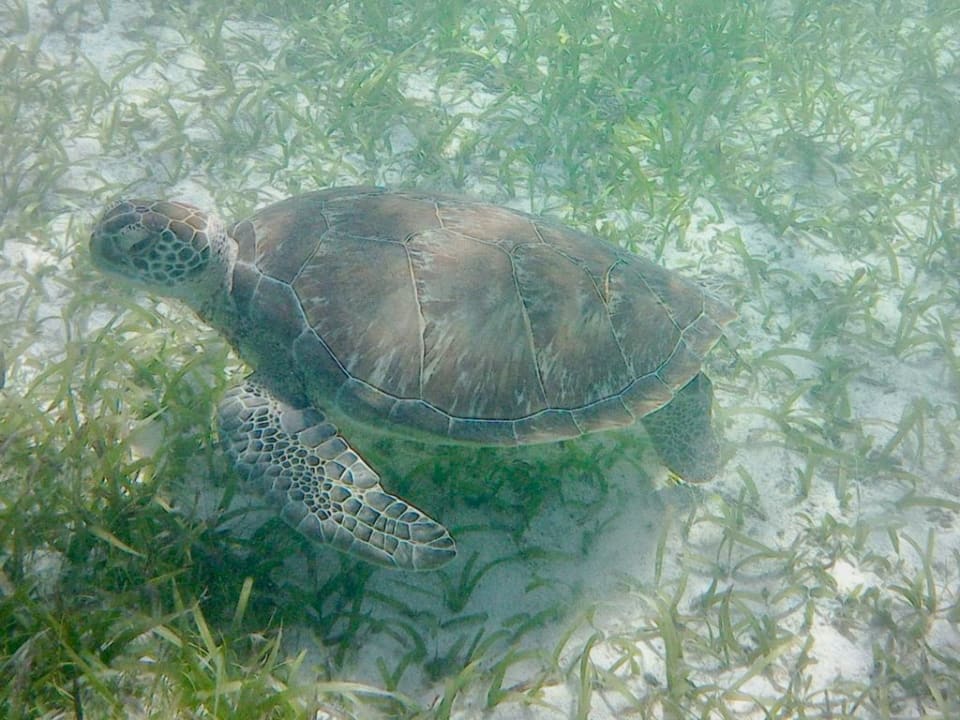 Strand Akumal Bay Beach & Wellness Resort
