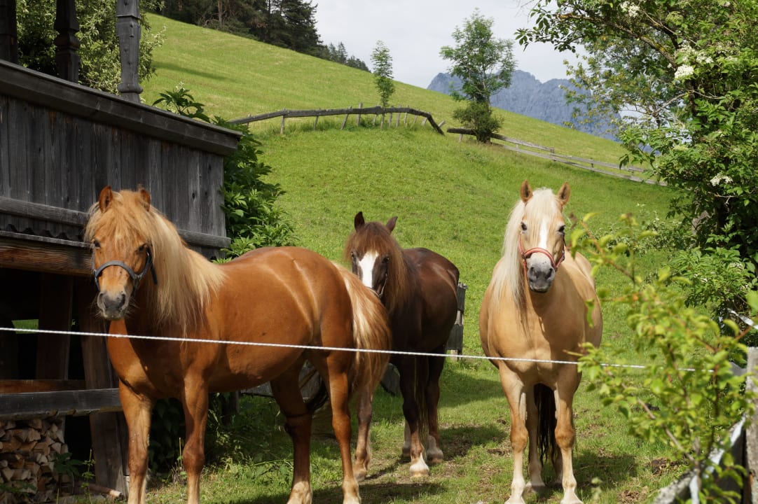Pferde des Hofes Pension-Biobauernhof Hagenhof