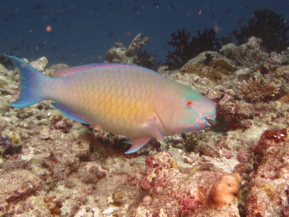 Diving  Kuramathi Maldives