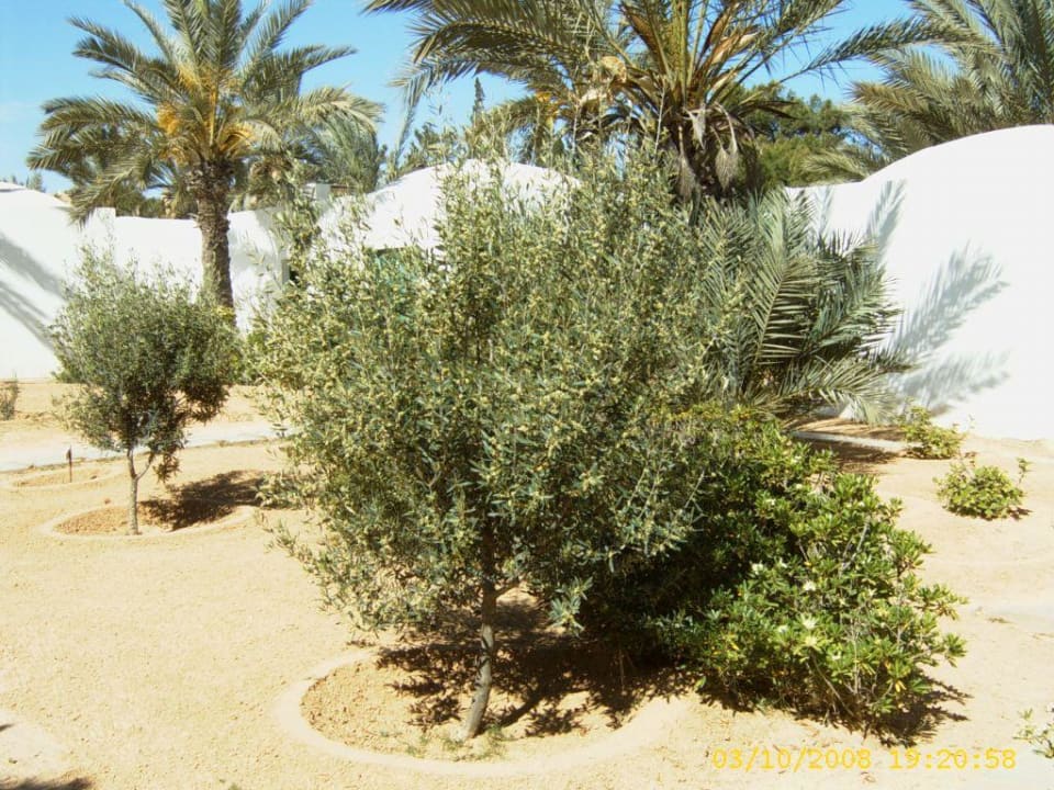 Junge , blühende Olivenbäume im Garten  Hotel Sangho Club Zarzis