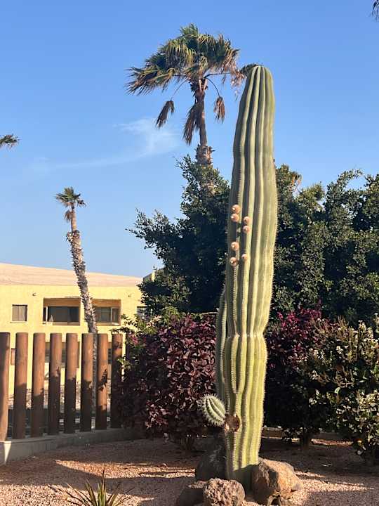 Gartenanlage INNSiDE by Melia Fuerteventura - Adults Only