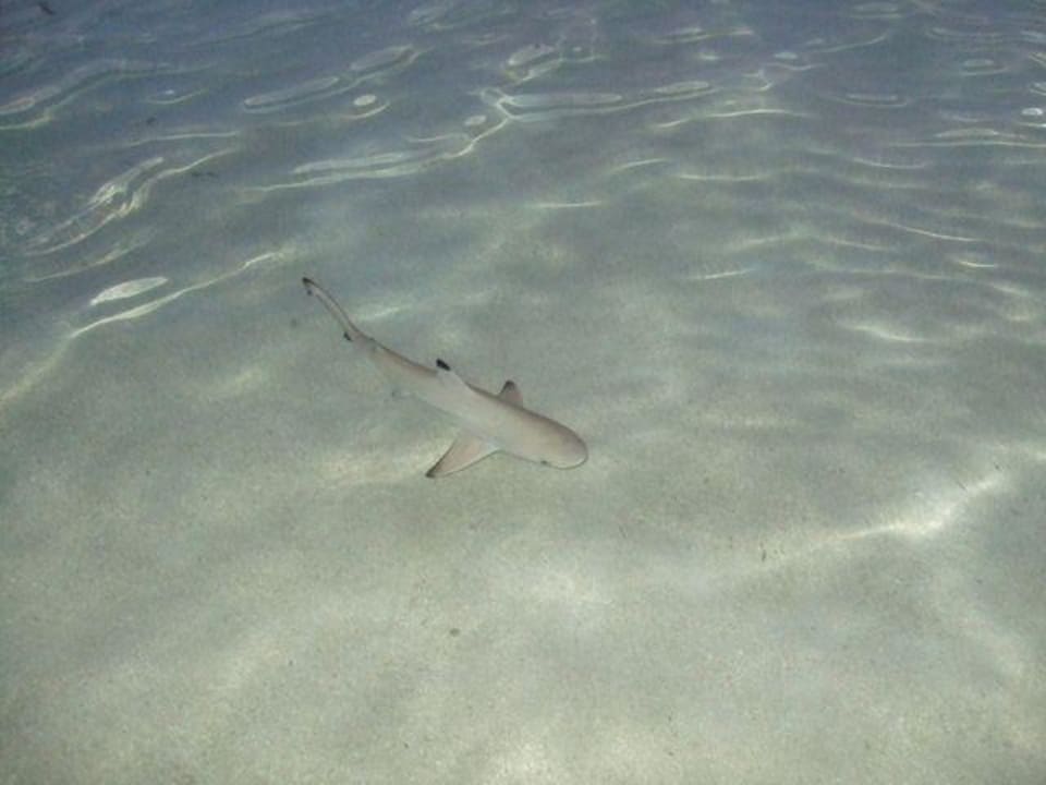 Haipatrouille Summer Island Maldives