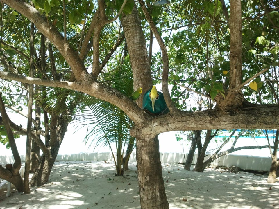 Einer von vielen Thulhagiri Island Resort