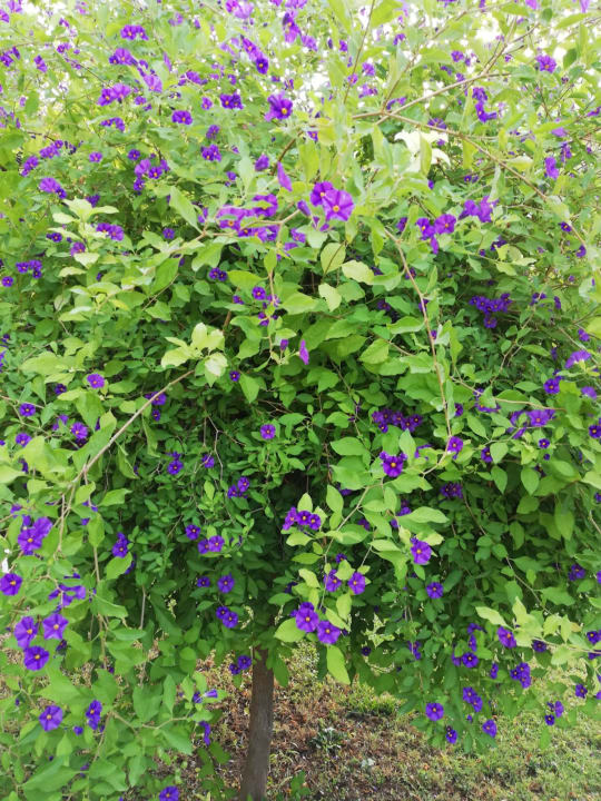 Gartenanlage Sunis Kumköy Beach Resort Hotel & Spa