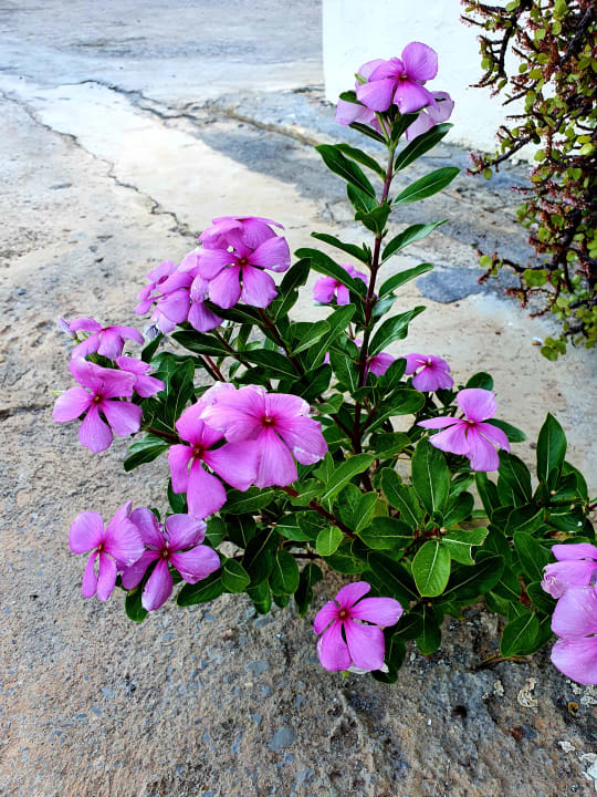 Gartenanlage Hotel Paloma Garden