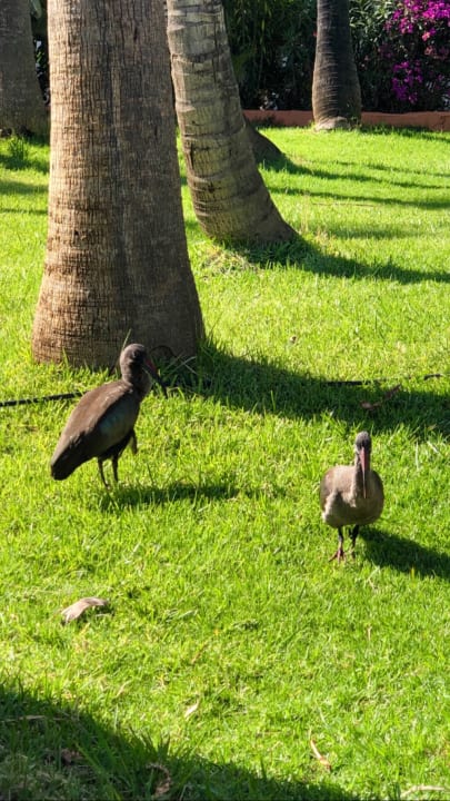 Gartenanlage IFA Altamarena by Lopesan Hotels