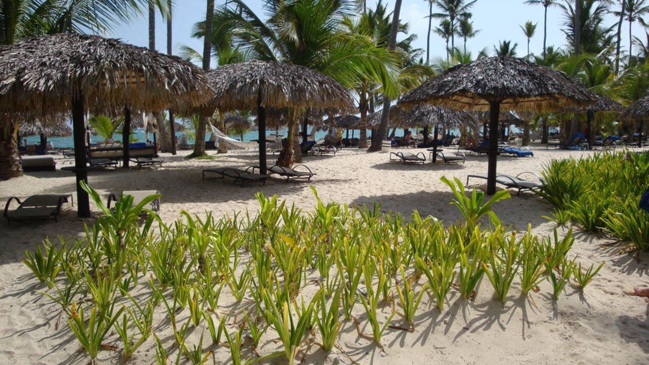 Hotel Grand Palladium Punta Cana Grand Palladium Punta Cana Resort & Spa