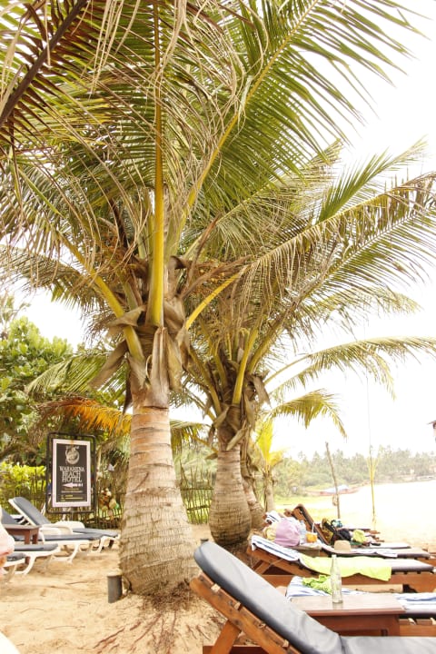 Liegen am Hotelstrand Hotel Bentota Village
