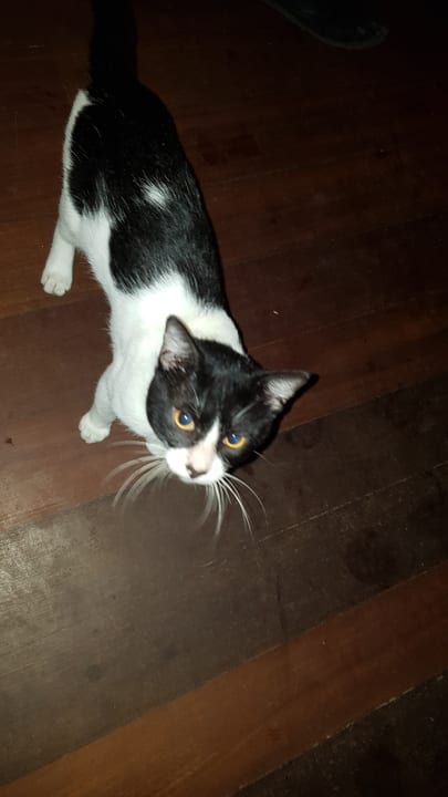 Unser Zorro Lagoon Attitude - Adults only