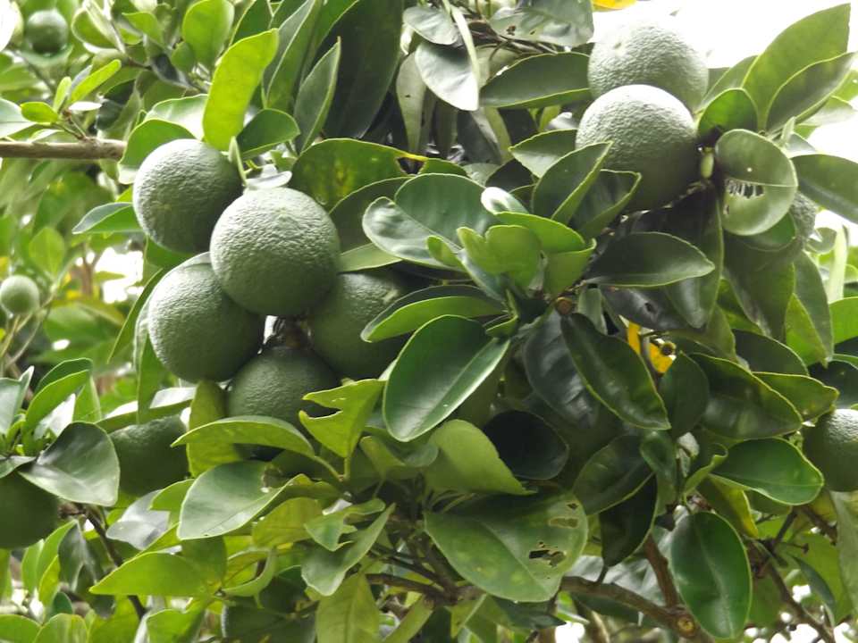 Eigene Früchte Maleenga Resort