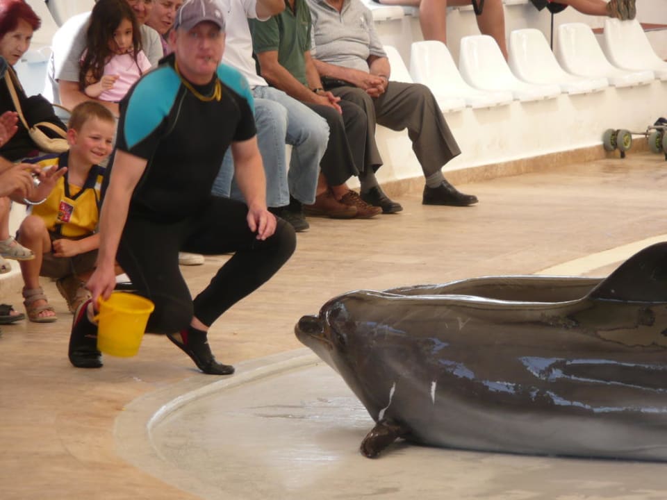 Pokaz delfinów - polecam! Miarosa Kemer Beach