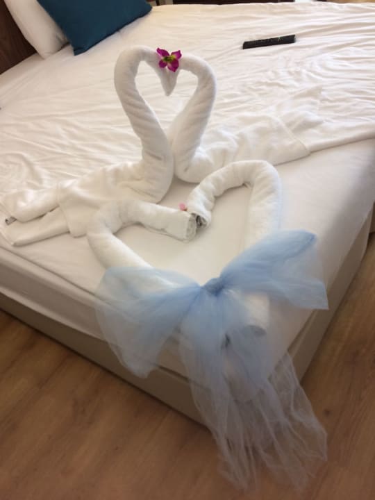 Zimmer Seashell Vega