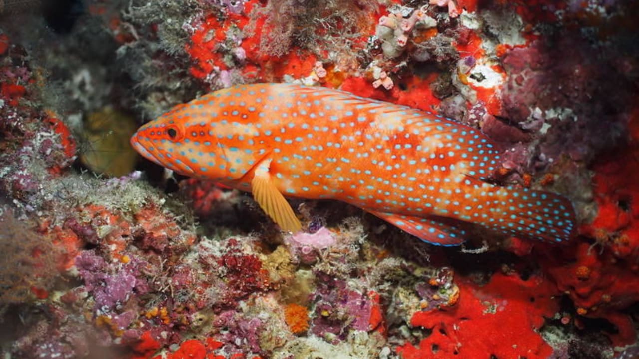 Barsch Biyadhoo Island Resort