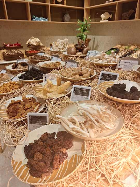 Gastro Acanthus Cennet Barut Collection