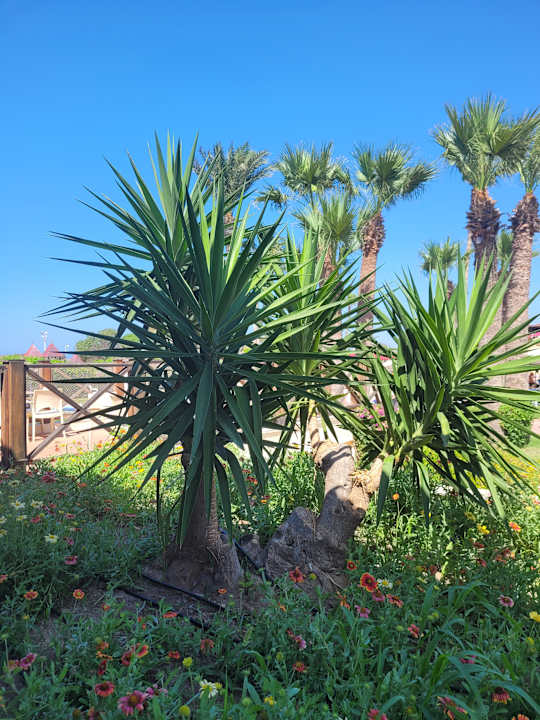 Gartenanlage Sahara Beach Aquapark & Resort