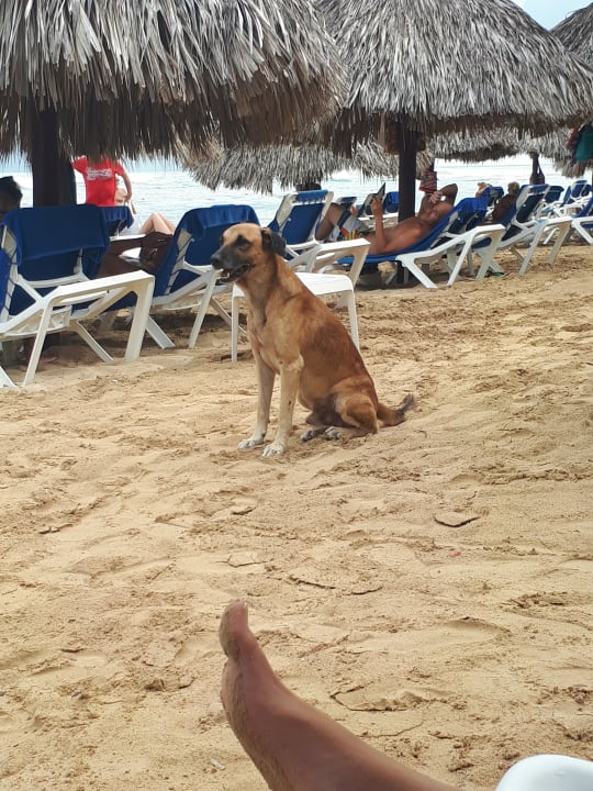 Strand Bahia Principe Grand El Portillo