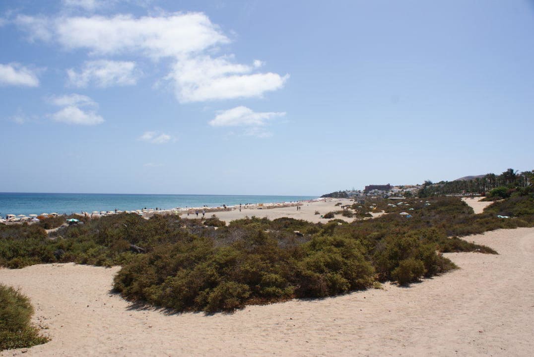 Roślinnośc na plaży SBH Crystal Beach Hotel & Suites