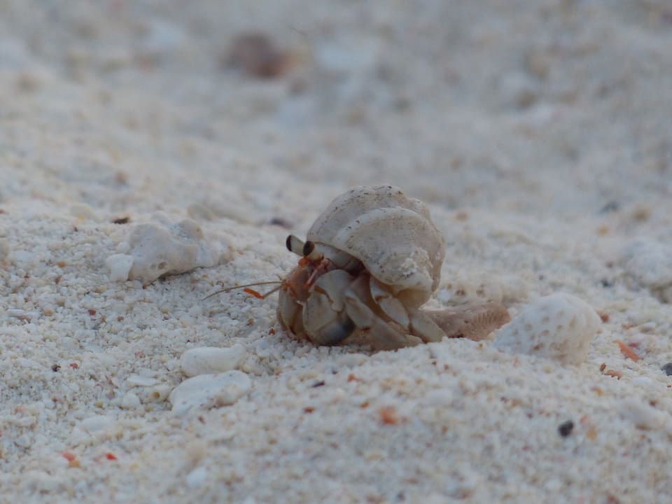 Ein häufiger Gast am Strand: Der Einsiedlerkrebs Adaaran Select Hudhuran Fushi - Premium All Inclusive