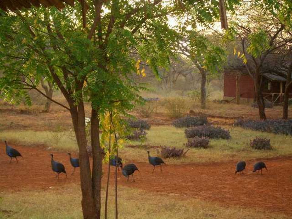 Wildhühner Sagala Lodge