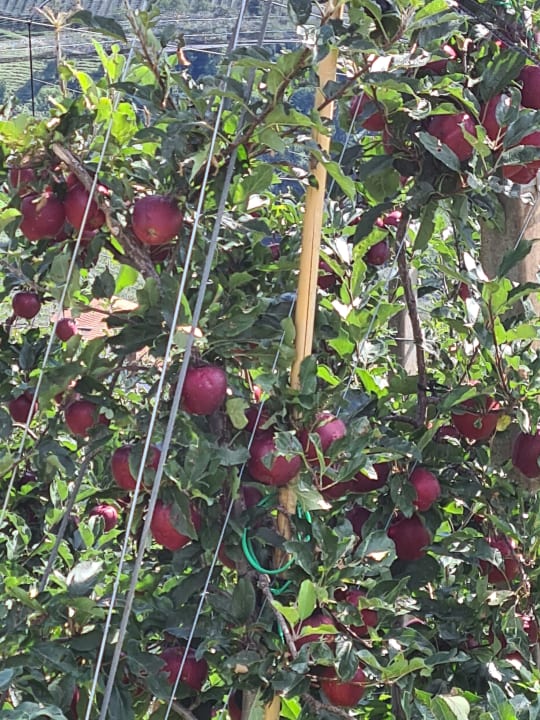 Gartenanlage Alpenhof Lodge Passeiertal