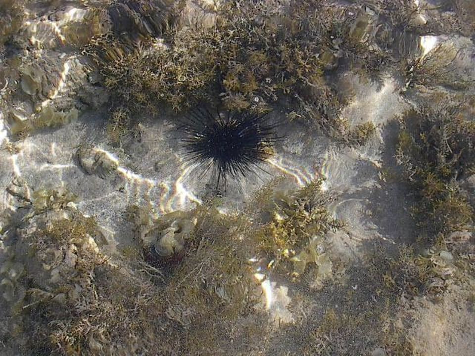 Seeigel Charmillion Club Resort