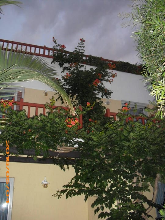 Pflanzen Anissa Beach & Village