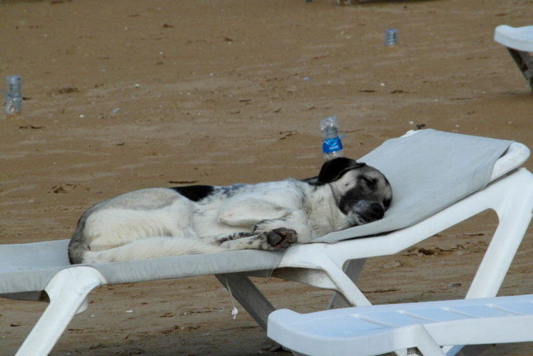 Unsere Lieblingsgäste am Strandabschnitt Corolla Seaden Corolla Hotel