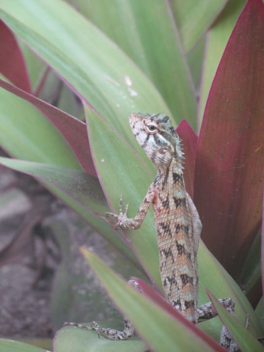 Ein kleiner Gecko Kuramathi Maldives
