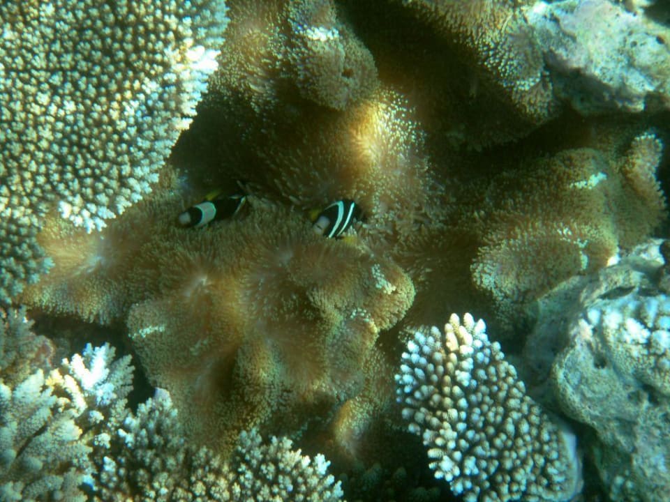 Hausriff Mirihi Island Resort