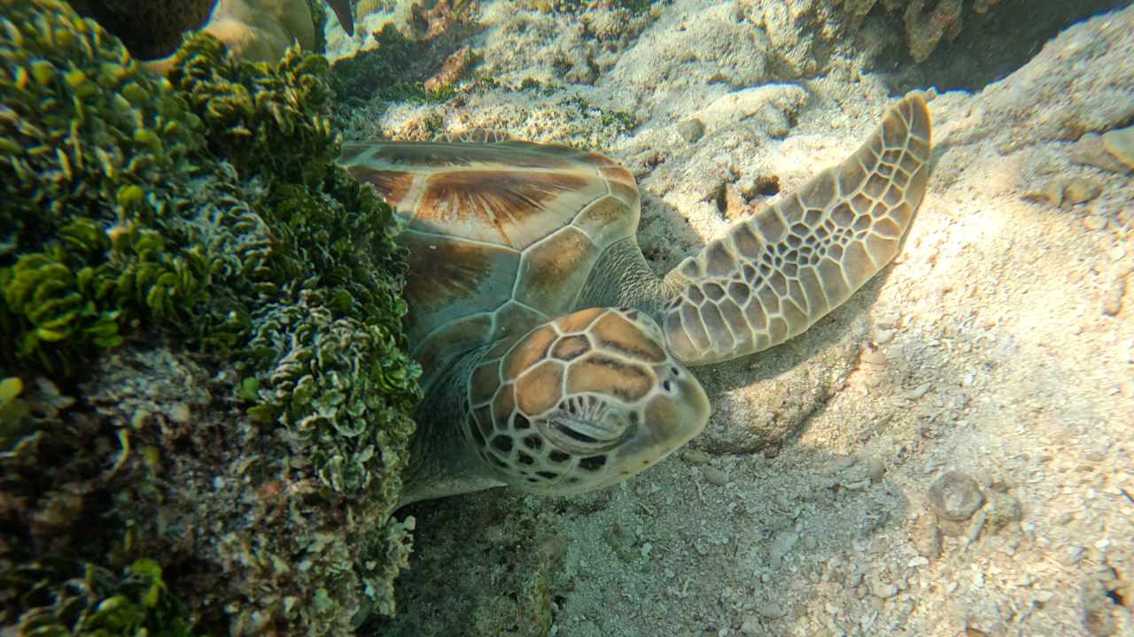 Strand Jawakara Islands Maldives