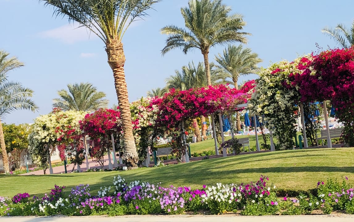 Gartenanlage Desert Rose