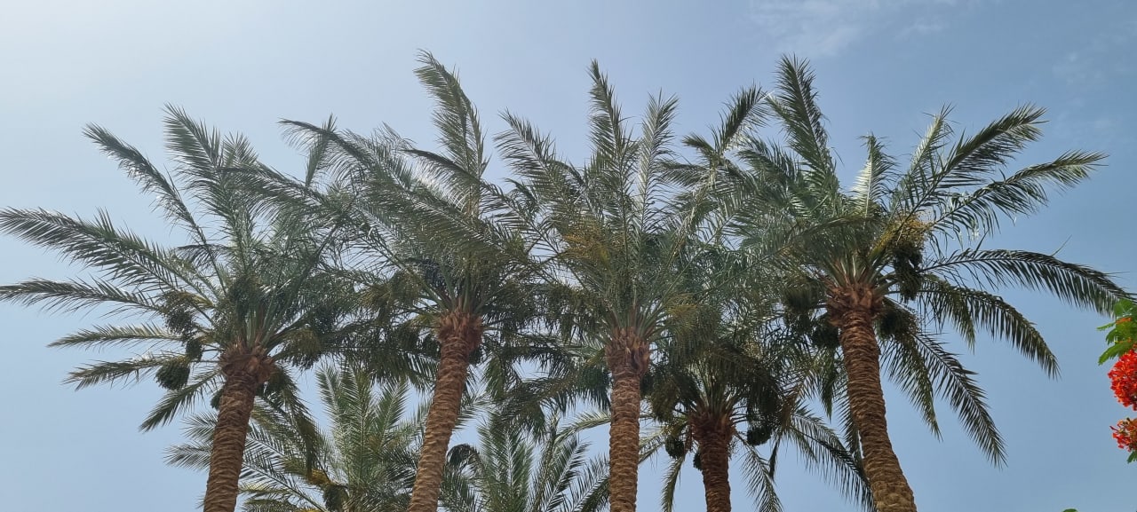 Sonstiges Makadi Palace