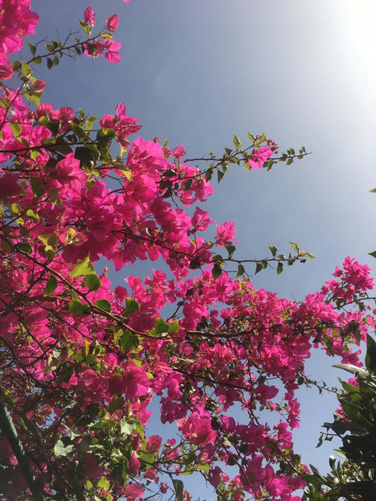 Gartenanlage Jaz Makadi Oasis Resort