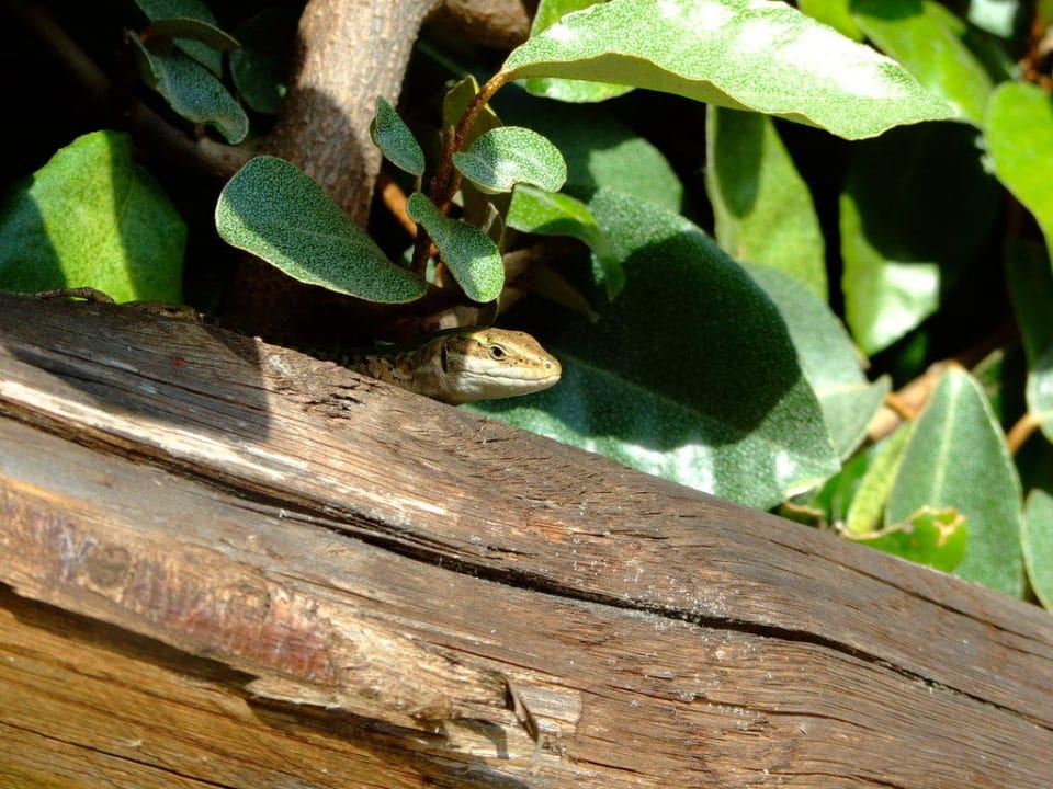 Zuschauer Borgo Magliano Garden Resort