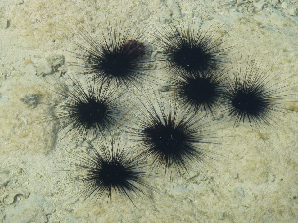 Riesen Seesterne Jaz Mirabel Park & Club