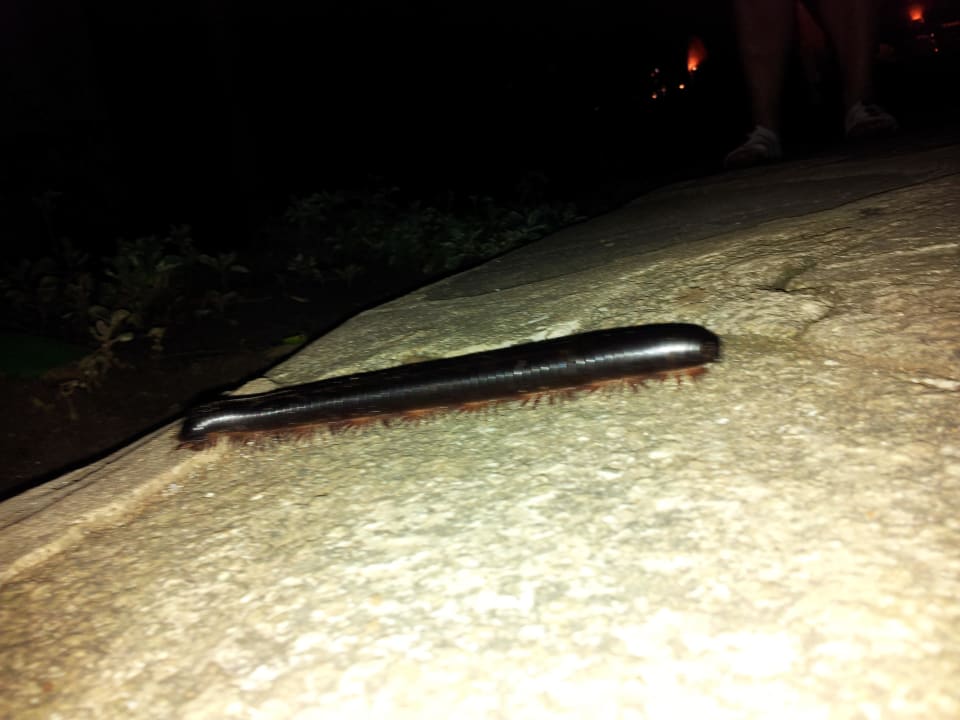 Auf dem Weg zum Buffet... Hotel Southern Palms Beach Resort