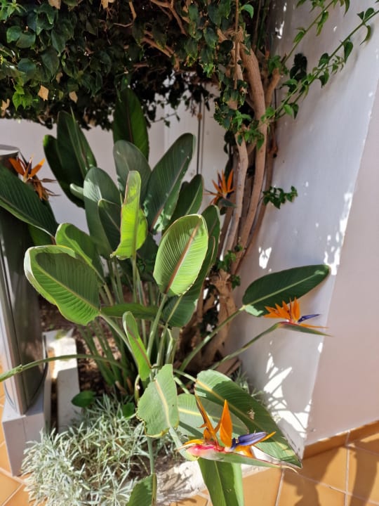 Gartenanlage Hotel Riu Palace La Mola