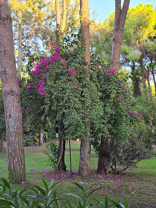 Ausblick Ali Bey Resort Sorgun