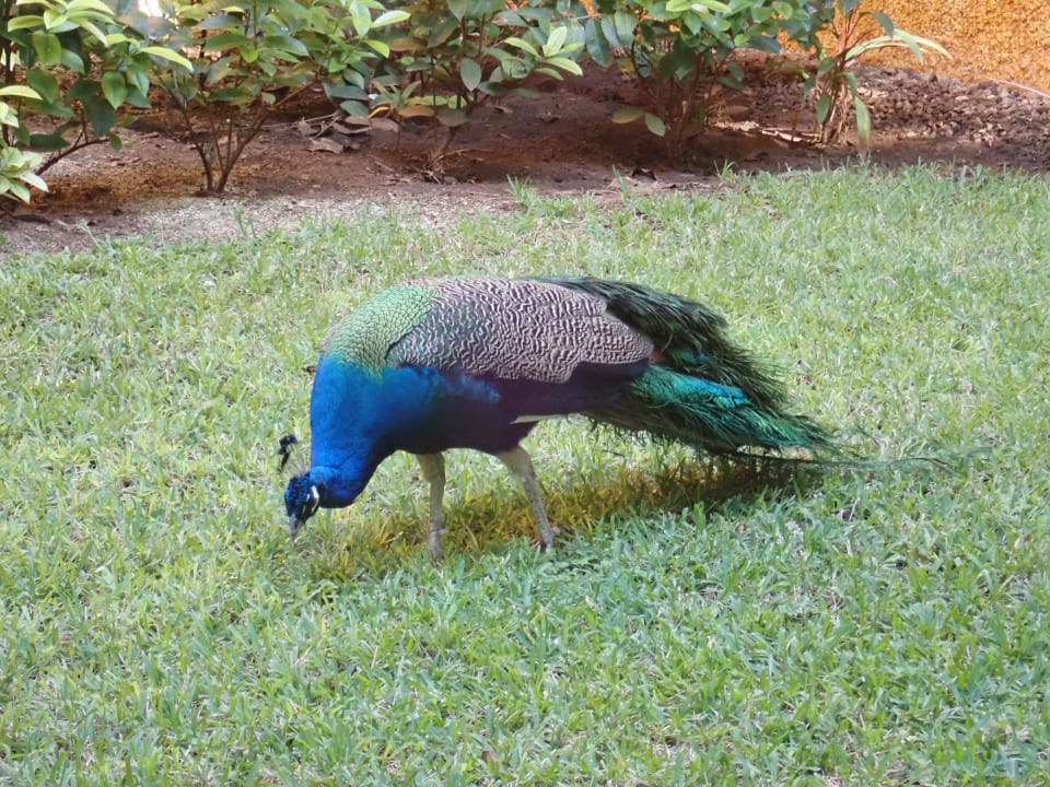 Gartenanlage Iberostar Waves Tucan