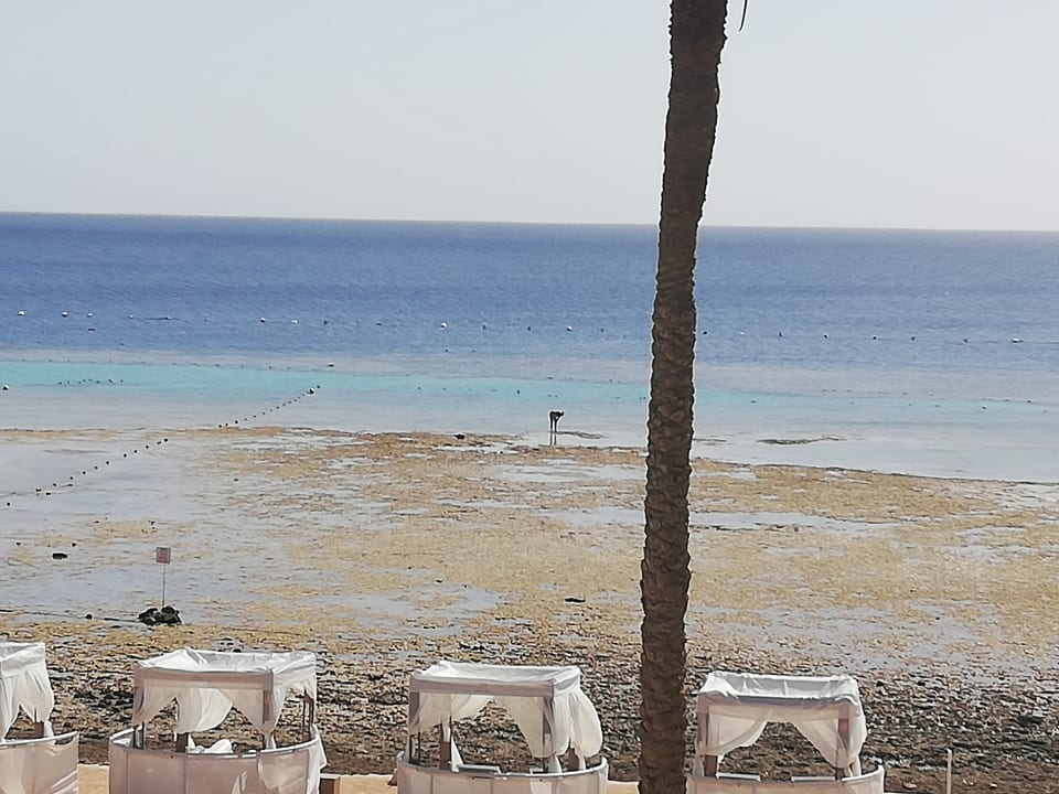 Strand Makadi Spa - Adults only