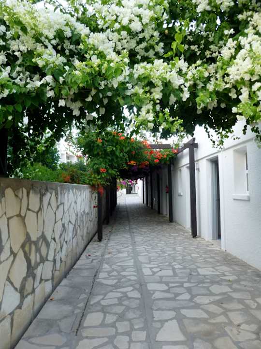 So tolle Blumen auf dem Weg zum Zimmer Hara Nissi Beach