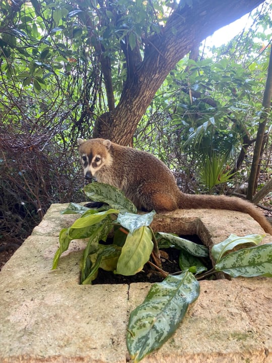 Gartenanlage Catalonia Royal Tulum Beach & Spa Resort - Adults only