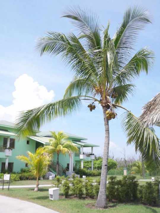 Bungalow Playa Costa Verde