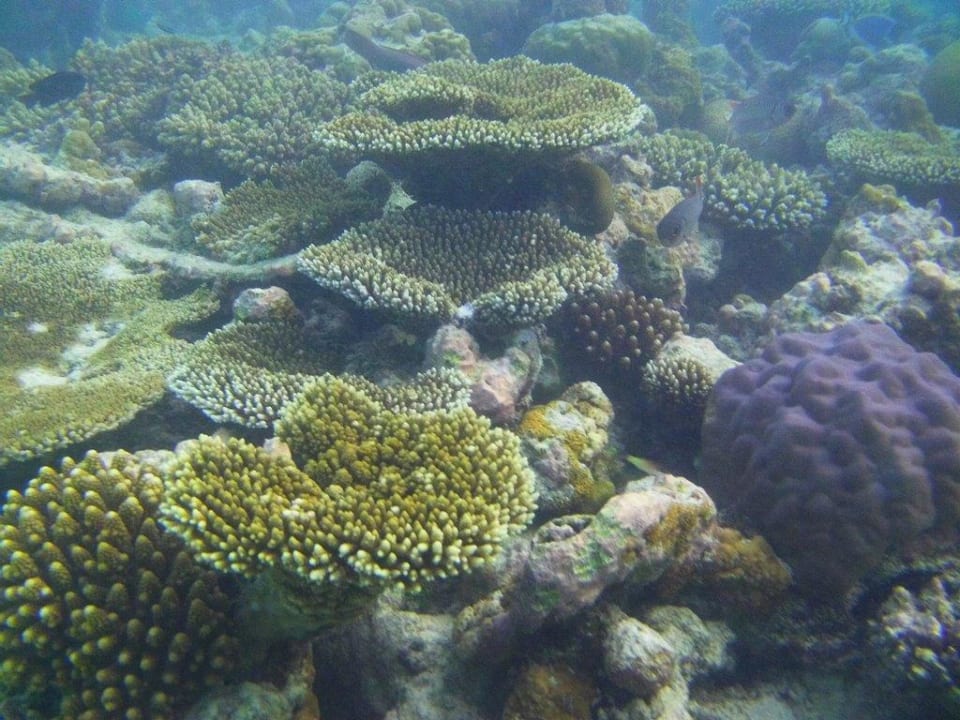 Unterwasser vor zweiter Robinson Insel NH Collection Maldives Reethi Resort