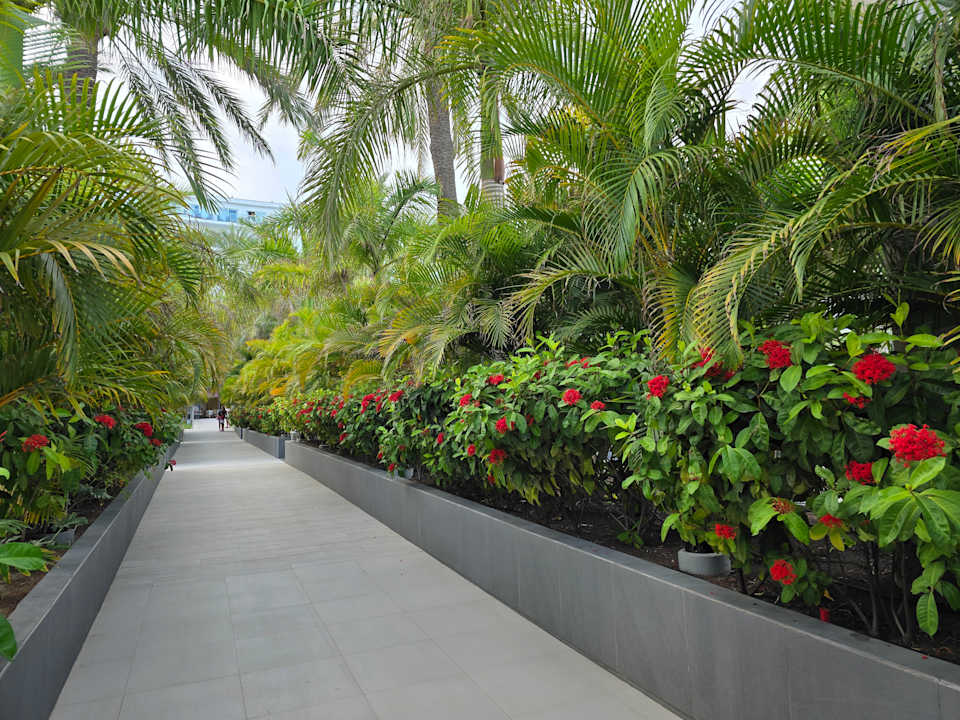 Gartenanlage Hotel Riu Palace Palmeras
