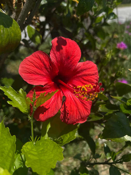 Ausblick Sentido Trendy Verbena Beach
