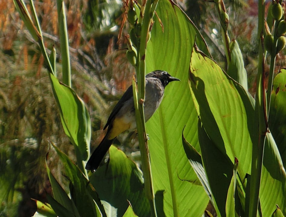 Gelbsteißbülbül TUI BLUE Xanthe