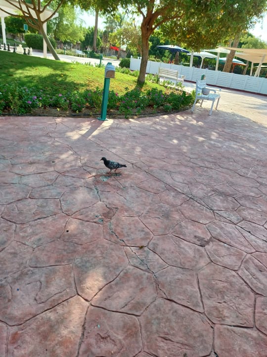 Gartenanlage Desert Rose